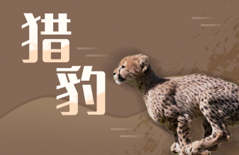 猎豹操盘